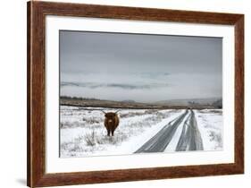 Highland Cow Next To Road Above Malham, Yorkshire, Winter-Graham Eaton-Framed Photographic Print