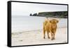 Highland Cow on a Beach-Duncan Shaw-Framed Stretched Canvas