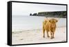 Highland Cow on a Beach-Duncan Shaw-Framed Stretched Canvas