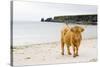 Highland Cow on a Beach-Duncan Shaw-Stretched Canvas