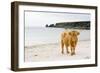 Highland Cow on a Beach-Duncan Shaw-Framed Photographic Print