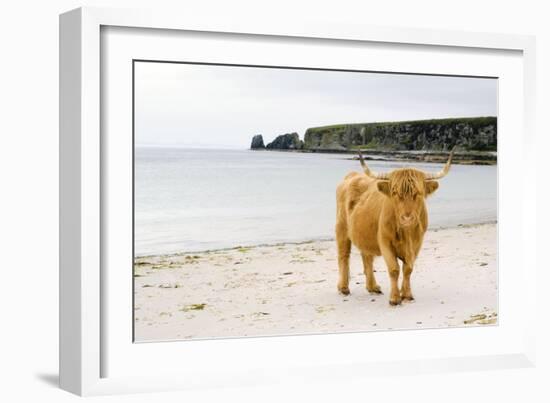 Highland Cow on a Beach-Duncan Shaw-Framed Photographic Print