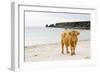 Highland Cow on a Beach-Duncan Shaw-Framed Photographic Print