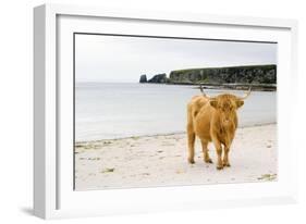 Highland Cow on a Beach-Duncan Shaw-Framed Photographic Print