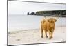 Highland Cow on a Beach-Duncan Shaw-Mounted Photographic Print