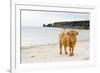 Highland Cow on a Beach-Duncan Shaw-Framed Photographic Print