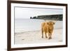 Highland Cow on a Beach-Duncan Shaw-Framed Photographic Print