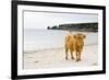 Highland Cow on a Beach-Duncan Shaw-Framed Photographic Print