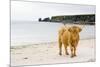 Highland Cow on a Beach-Duncan Shaw-Mounted Photographic Print