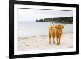 Highland Cow on a Beach-Duncan Shaw-Framed Photographic Print