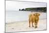 Highland Cow on a Beach-Duncan Shaw-Mounted Photographic Print