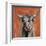 Highland Cow on Terracotta-Silvia Vassileva-Framed Art Print