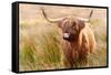Highland cow, Scotland, United Kingdom, Europe-Karen Deakin-Framed Stretched Canvas