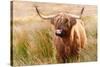 Highland cow, Scotland, United Kingdom, Europe-Karen Deakin-Stretched Canvas