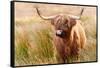 Highland cow, Scotland, United Kingdom, Europe-Karen Deakin-Framed Stretched Canvas
