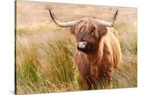 Highland cow, Scotland, United Kingdom, Europe-Karen Deakin-Stretched Canvas