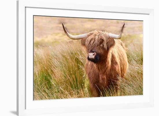 Highland cow, Scotland, United Kingdom, Europe-Karen Deakin-Framed Photographic Print