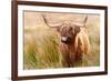 Highland cow, Scotland, United Kingdom, Europe-Karen Deakin-Framed Photographic Print