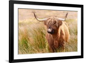 Highland cow, Scotland, United Kingdom, Europe-Karen Deakin-Framed Photographic Print