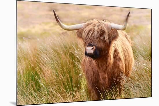 Highland cow, Scotland, United Kingdom, Europe-Karen Deakin-Mounted Photographic Print