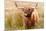 Highland cow, Scotland, United Kingdom, Europe-Karen Deakin-Mounted Photographic Print