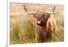 Highland cow, Scotland, United Kingdom, Europe-Karen Deakin-Framed Photographic Print