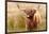 Highland cow, Scotland, United Kingdom, Europe-Karen Deakin-Framed Photographic Print