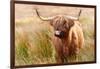 Highland cow, Scotland, United Kingdom, Europe-Karen Deakin-Framed Photographic Print