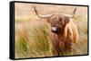 Highland cow, Scotland, United Kingdom, Europe-Karen Deakin-Framed Stretched Canvas