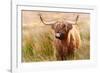 Highland cow, Scotland, United Kingdom, Europe-Karen Deakin-Framed Photographic Print