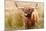 Highland cow, Scotland, United Kingdom, Europe-Karen Deakin-Mounted Photographic Print