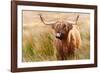 Highland cow, Scotland, United Kingdom, Europe-Karen Deakin-Framed Photographic Print