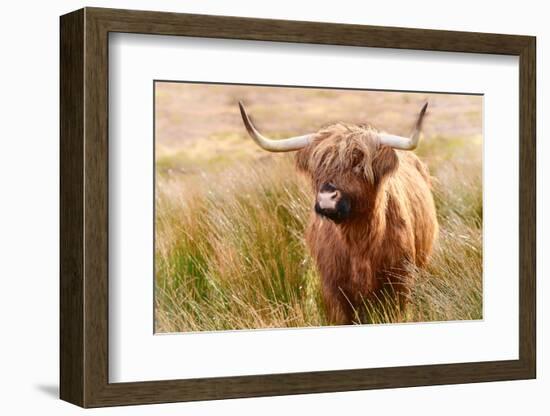 Highland cow, Scotland, United Kingdom, Europe-Karen Deakin-Framed Photographic Print