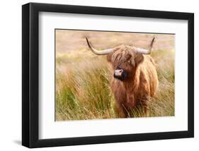 Highland cow, Scotland, United Kingdom, Europe-Karen Deakin-Framed Photographic Print