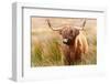 Highland cow, Scotland, United Kingdom, Europe-Karen Deakin-Framed Photographic Print