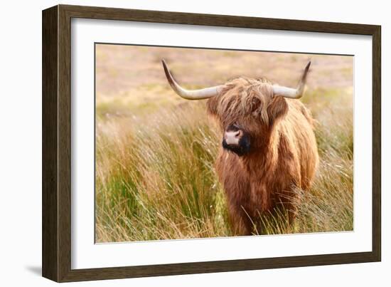 Highland cow, Scotland, United Kingdom, Europe-Karen Deakin-Framed Photographic Print