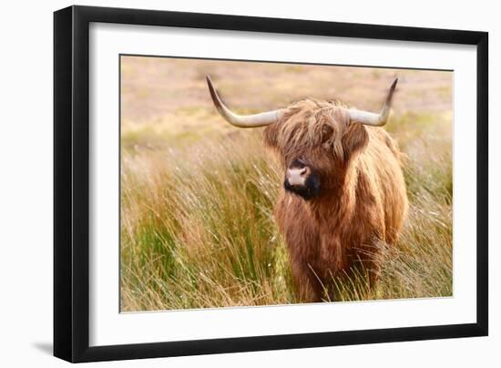 Highland cow, Scotland, United Kingdom, Europe-Karen Deakin-Framed Photographic Print