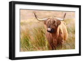 Highland cow, Scotland, United Kingdom, Europe-Karen Deakin-Framed Photographic Print