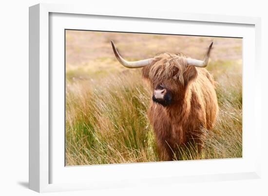 Highland cow, Scotland, United Kingdom, Europe-Karen Deakin-Framed Photographic Print