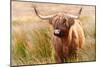 Highland cow, Scotland, United Kingdom, Europe-Karen Deakin-Mounted Photographic Print