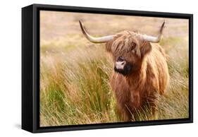 Highland cow, Scotland, United Kingdom, Europe-Karen Deakin-Framed Stretched Canvas