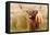 Highland cow, Scotland, United Kingdom, Europe-Karen Deakin-Framed Stretched Canvas