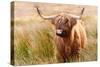 Highland cow, Scotland, United Kingdom, Europe-Karen Deakin-Stretched Canvas