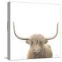 Highland Cow Sepia Sq-James Wiens-Stretched Canvas