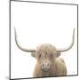 Highland Cow Sepia Sq-James Wiens-Mounted Art Print