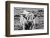 Highland Cow Staring Contest-Nathan Larson-Framed Photographic Print