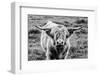 Highland Cow Staring Contest-Nathan Larson-Framed Photographic Print