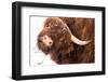 Highland cow under the snow, Valtellina, Lombardy-Francesco Bergamaschi-Framed Photographic Print