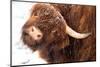 Highland cow under the snow, Valtellina, Lombardy-Francesco Bergamaschi-Mounted Photographic Print