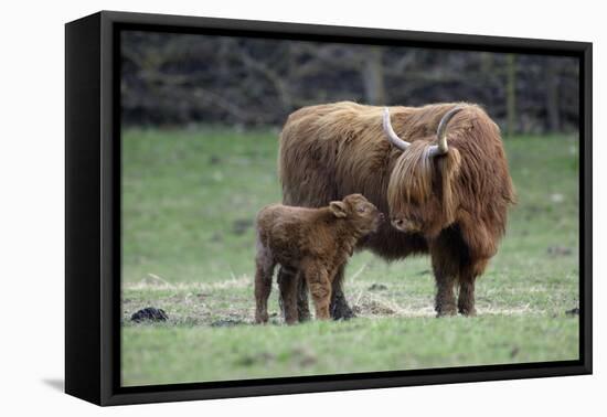 Highland Cow with Calf Calf Seeks Contact from Mother-null-Framed Stretched Canvas